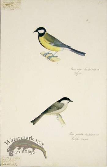 112 Swedish Birds . Parus Major & Palustris,  Tit